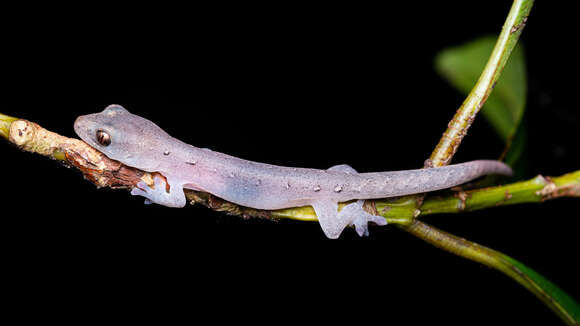 Image of Dierogekko validiclavis (Sadlier 1988)