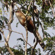 Image of Cuban Lizard-cuckoo