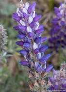 Image of Pacific lupine