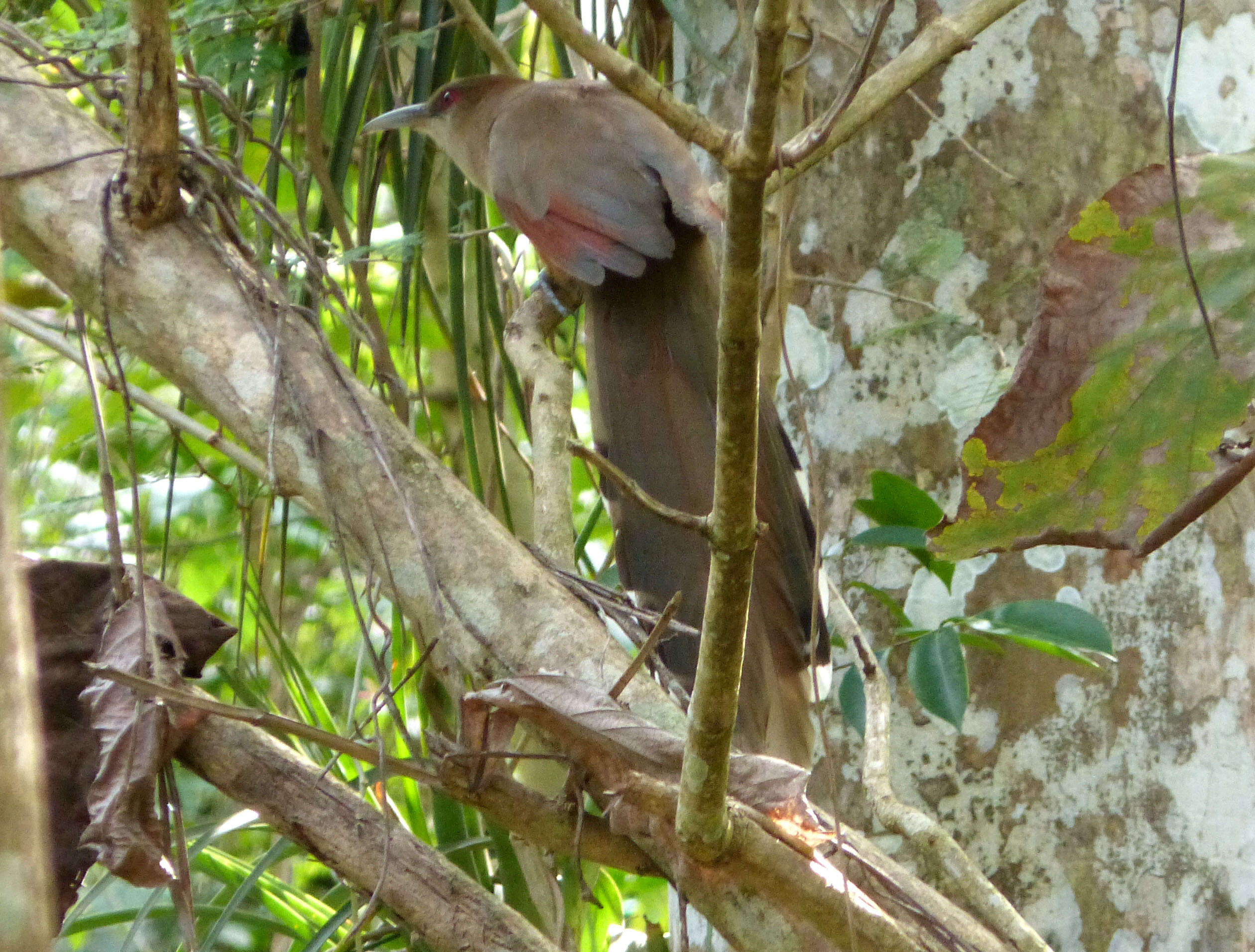 Image of Cuban Lizard-cuckoo