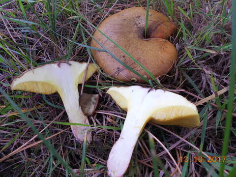 Image of Suillus collinitus (Fr.) Kuntze 1898