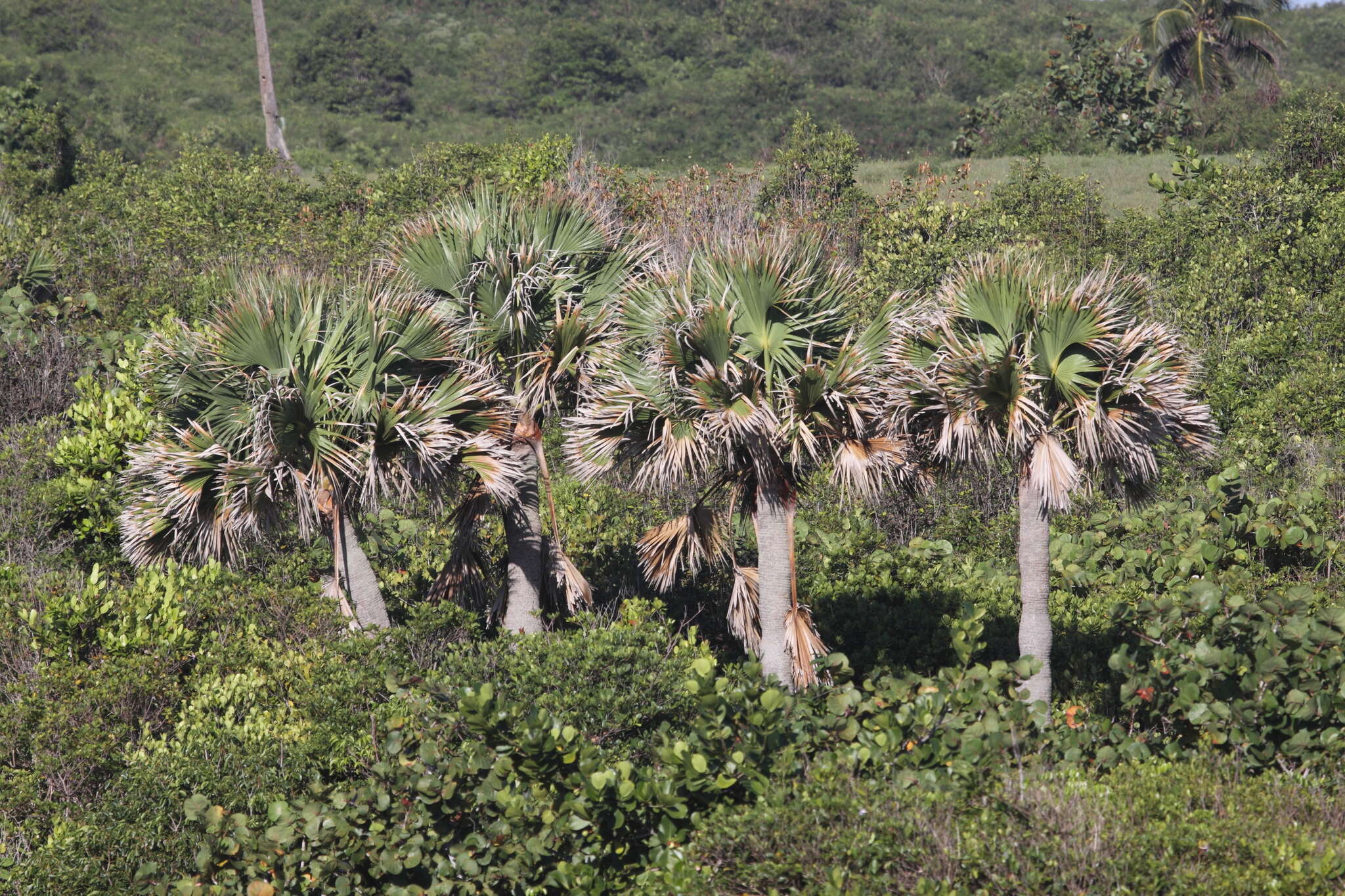 Image of Puerto Rico palmetto