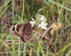 Imagem de Dira clytus eurina Quickelberge 1978