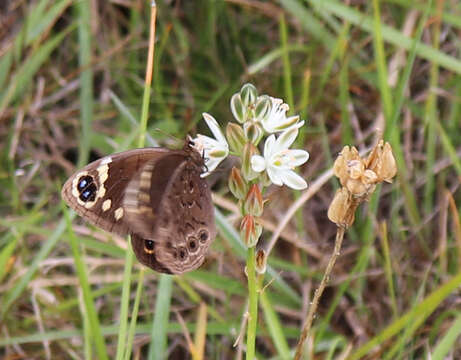 Image of Dira clytus eurina Quickelberge 1978