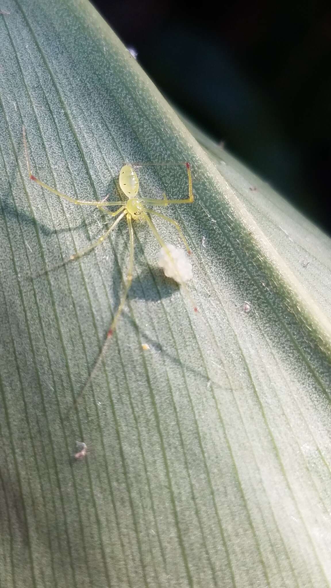 Image of Theridion grallator Simon 1900