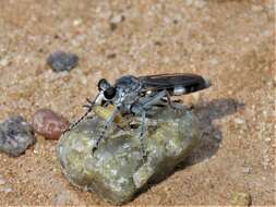 Image of Three-banded Robber Fly