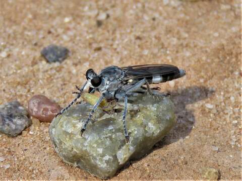 Image of Three-banded Robber Fly