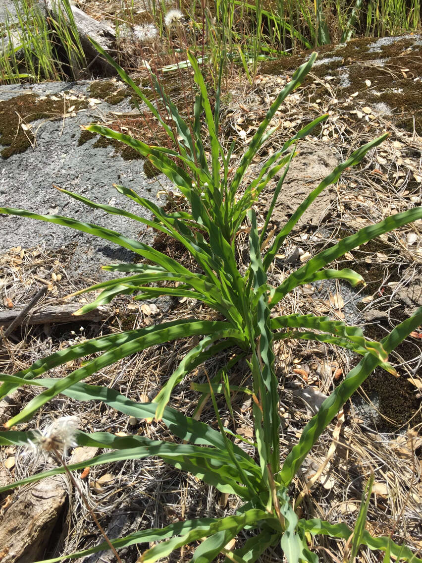 Image of wavyleaf soap plant