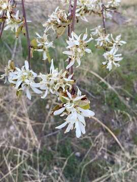 Image de Amelanchier alnifolia var. cusickii (Fern.) C. L. Hitchc.