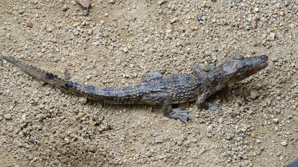 Image of Cuban Crocodile