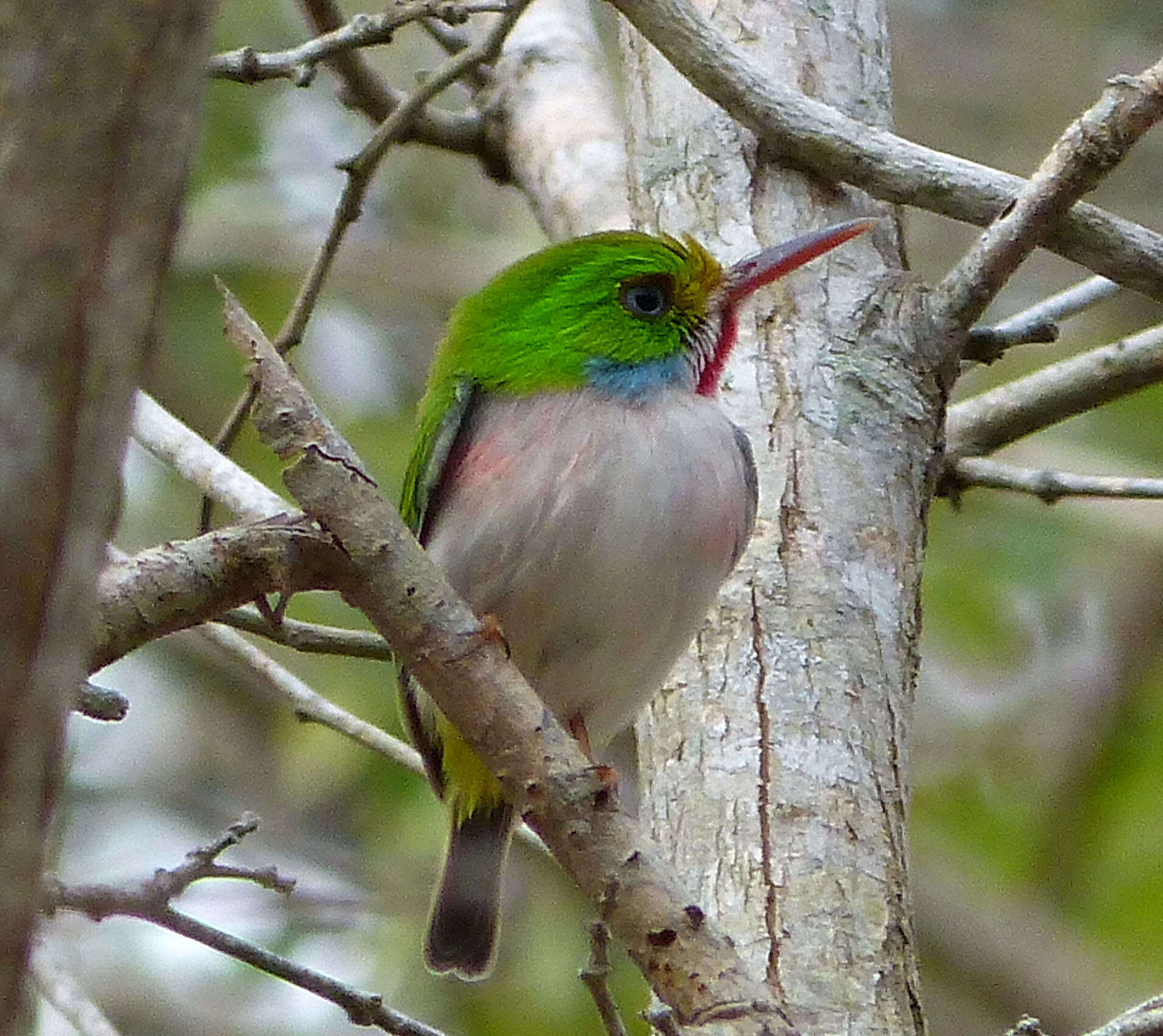 Imagem de Todus multicolor Gould 1837