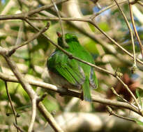 Imagem de Todus multicolor Gould 1837