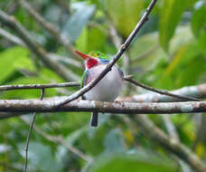 Imagem de Todus multicolor Gould 1837