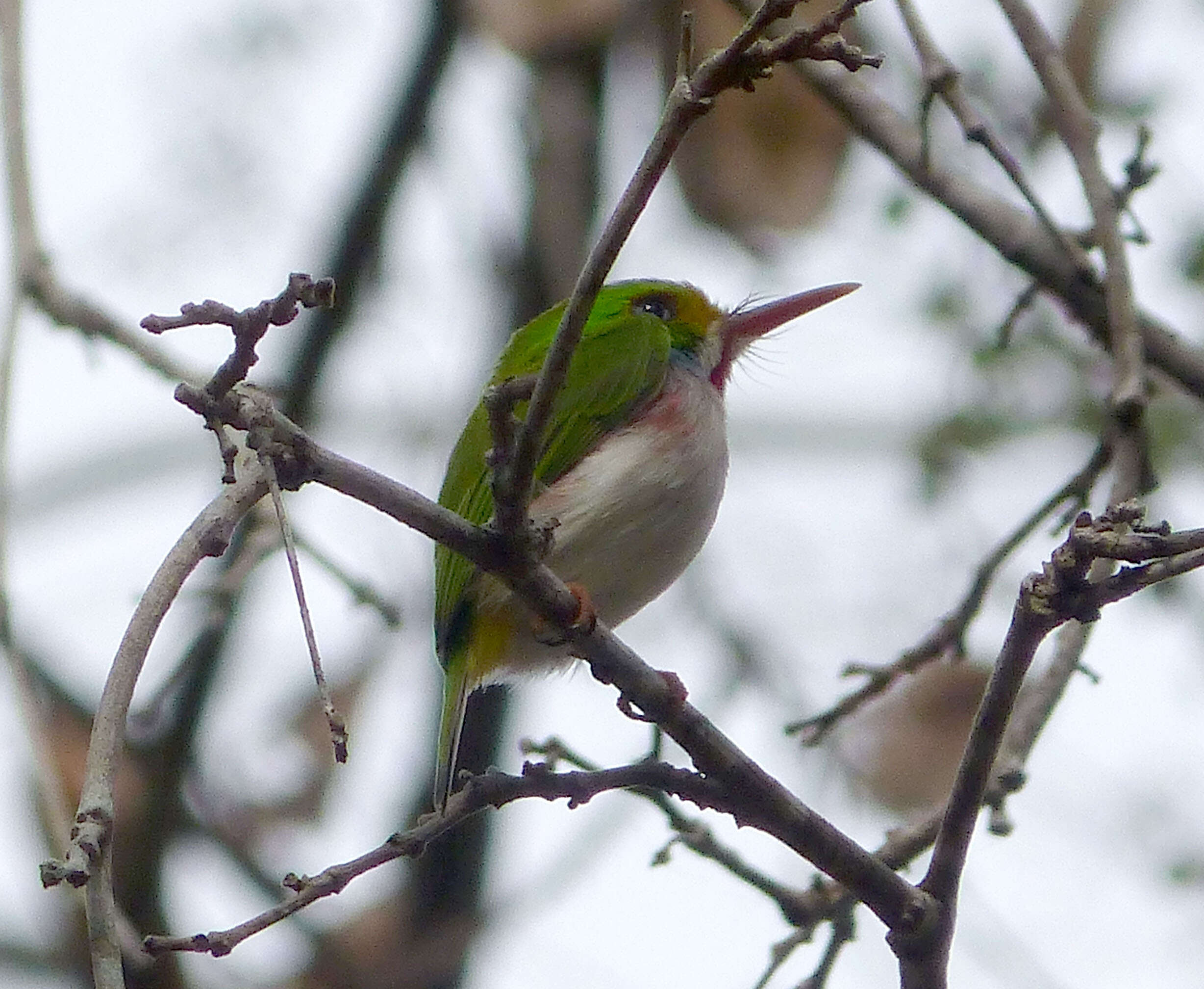 Imagem de Todus multicolor Gould 1837