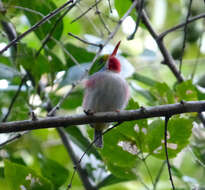 Imagem de Todus multicolor Gould 1837