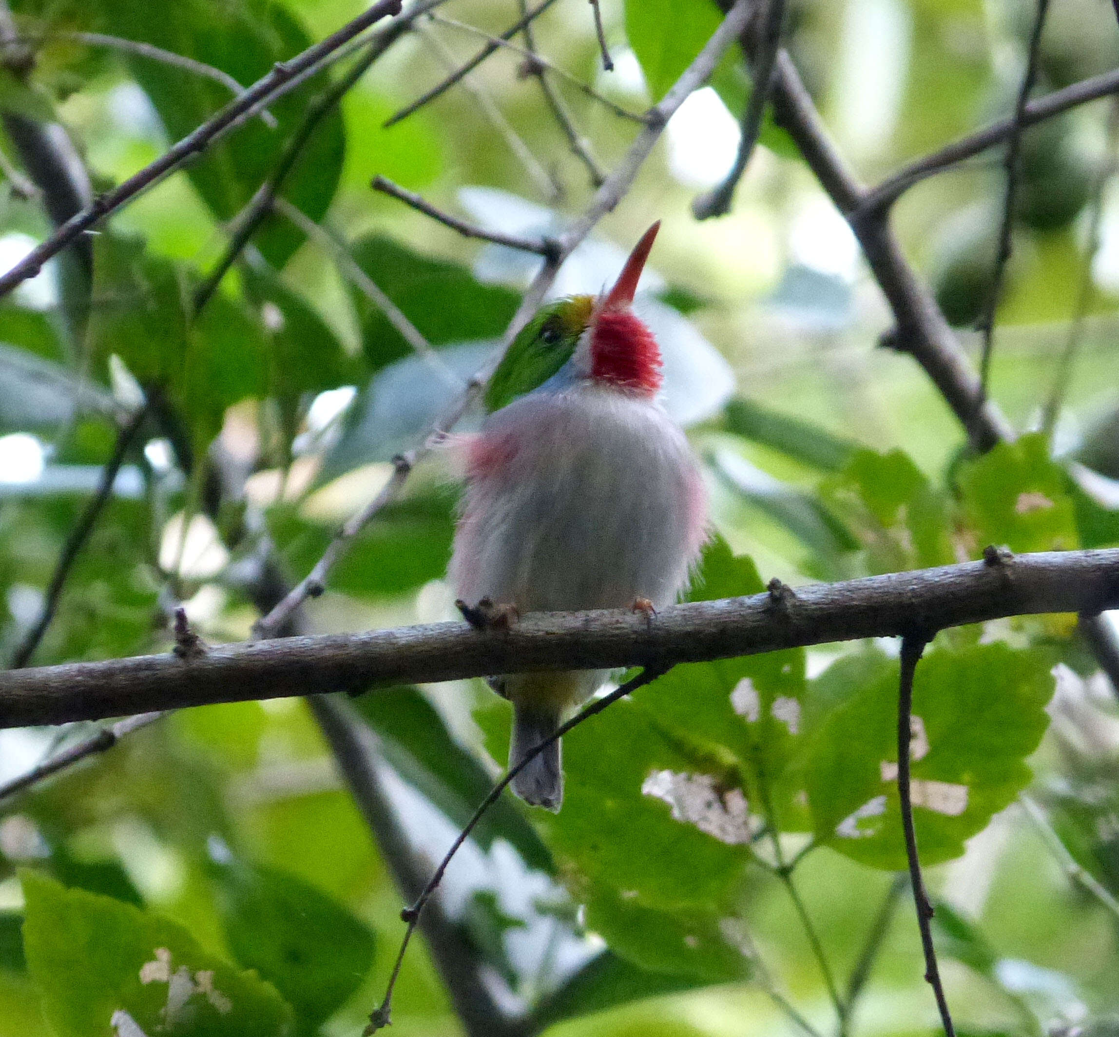 Imagem de Todus multicolor Gould 1837