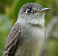 Image of Cuban Pewee