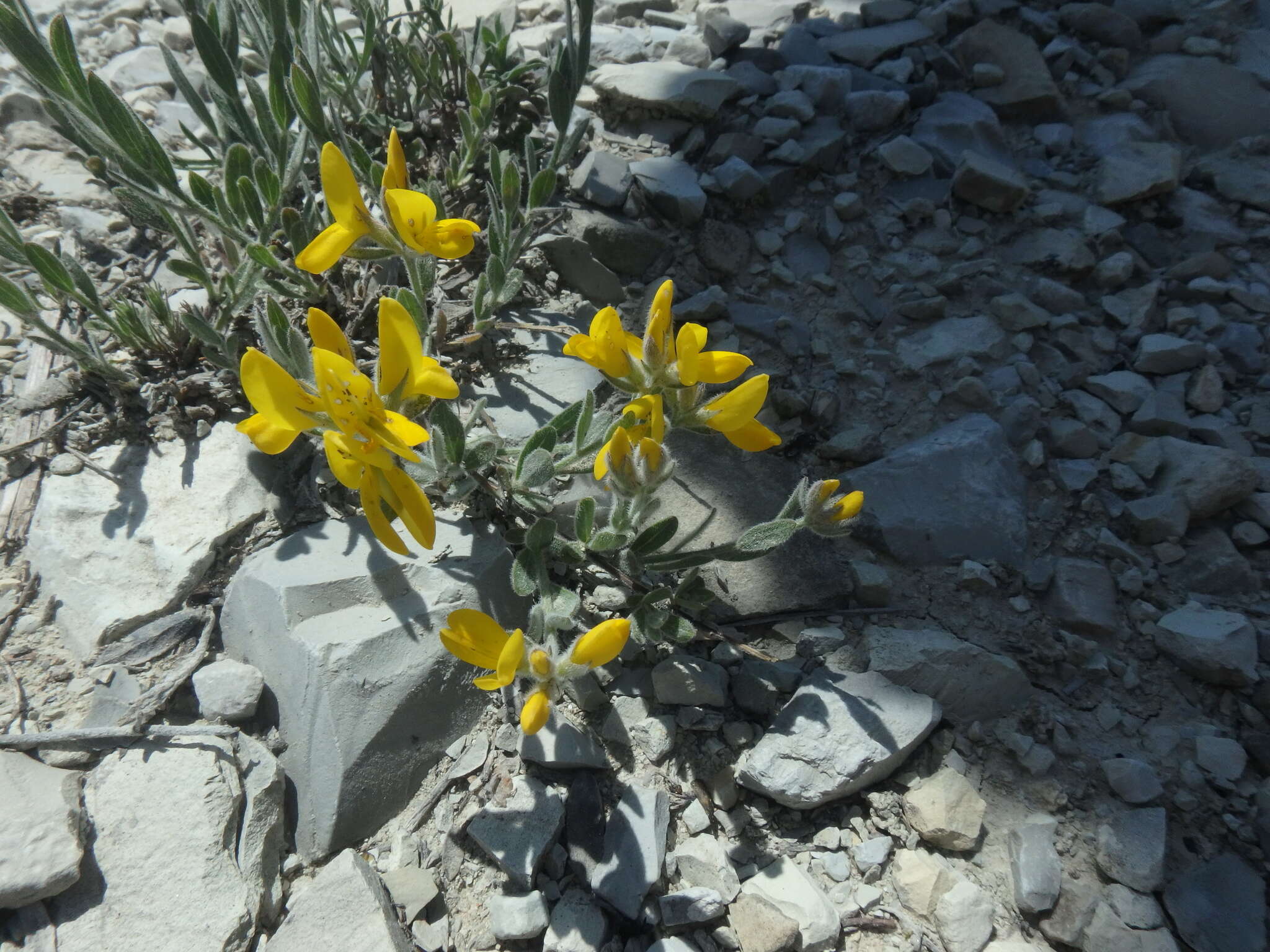 Слика од Genista humifusa L.