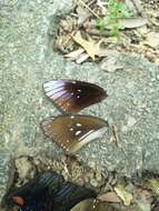 Image of <i>Euploea core godartii</i>