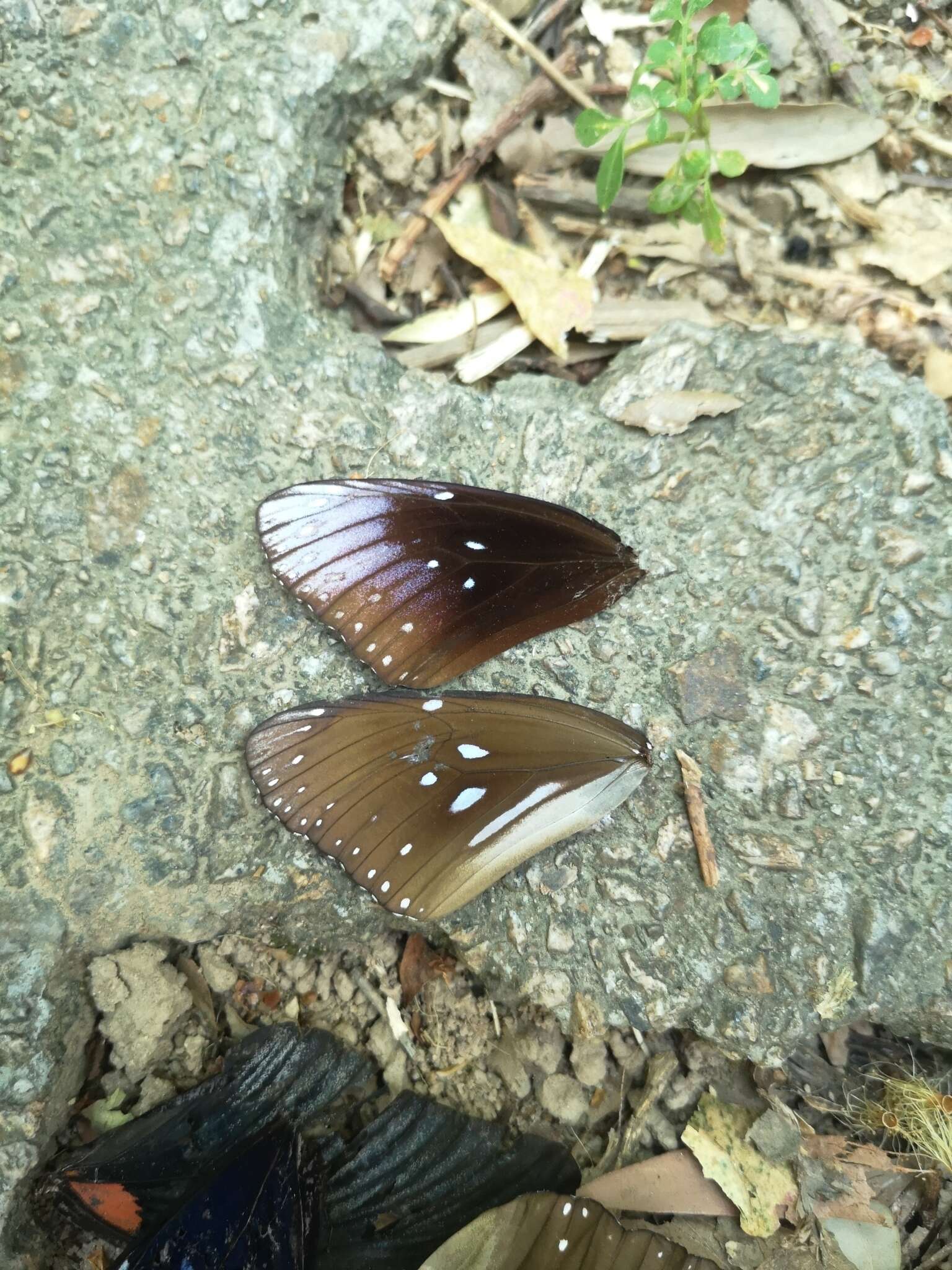 Слика од <i>Euploea core godartii</i>