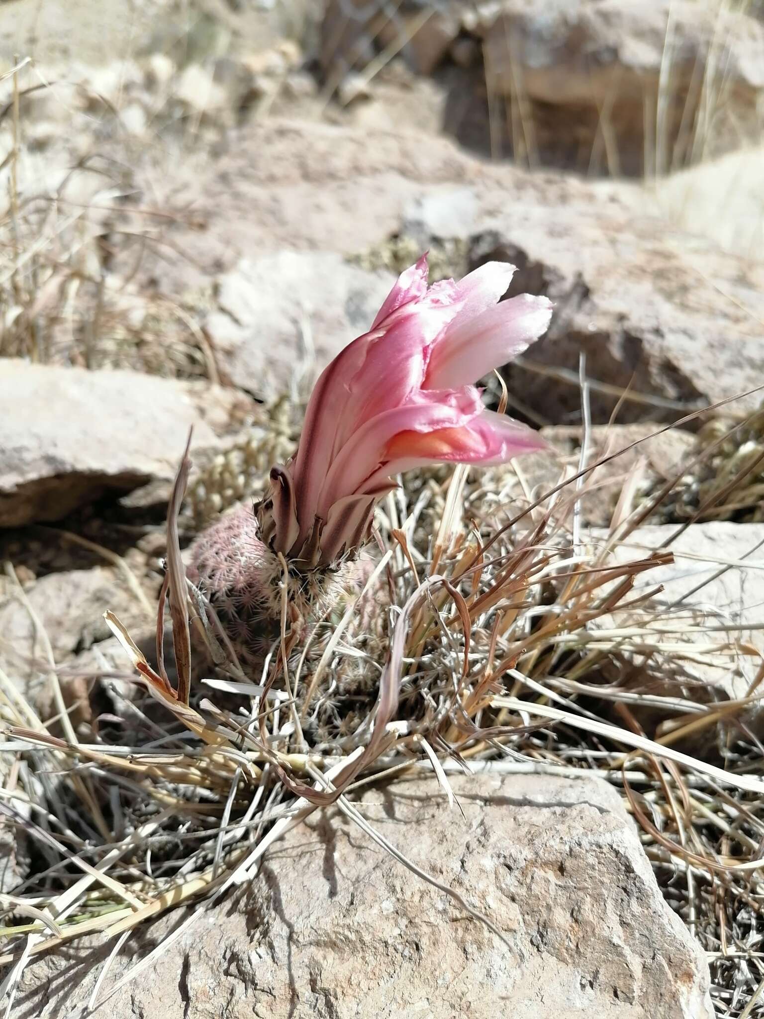 Image of Echinocereus pectinatus subsp. rutowiorum