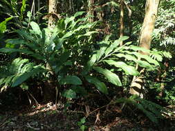 Image of Alpinia uraiensis Hayata