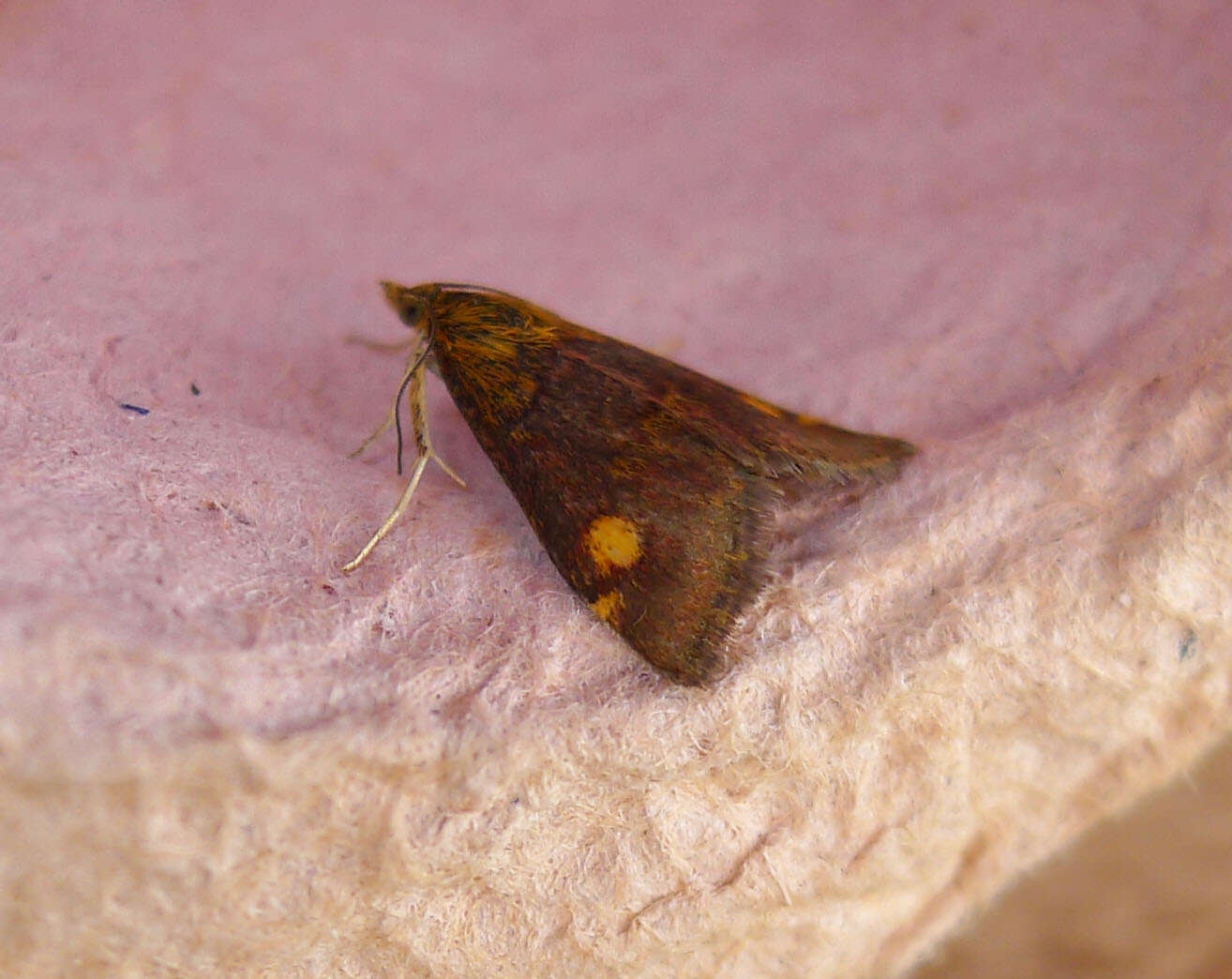 Image of Mint moth