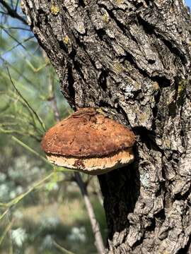 Image of Inocutis texana (Murrill) S. Martínez 2006