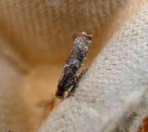 Image of privet leaf miner