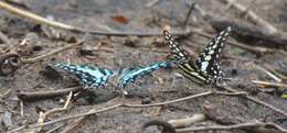 Graphium porthaon (Hewitson 1865)的圖片