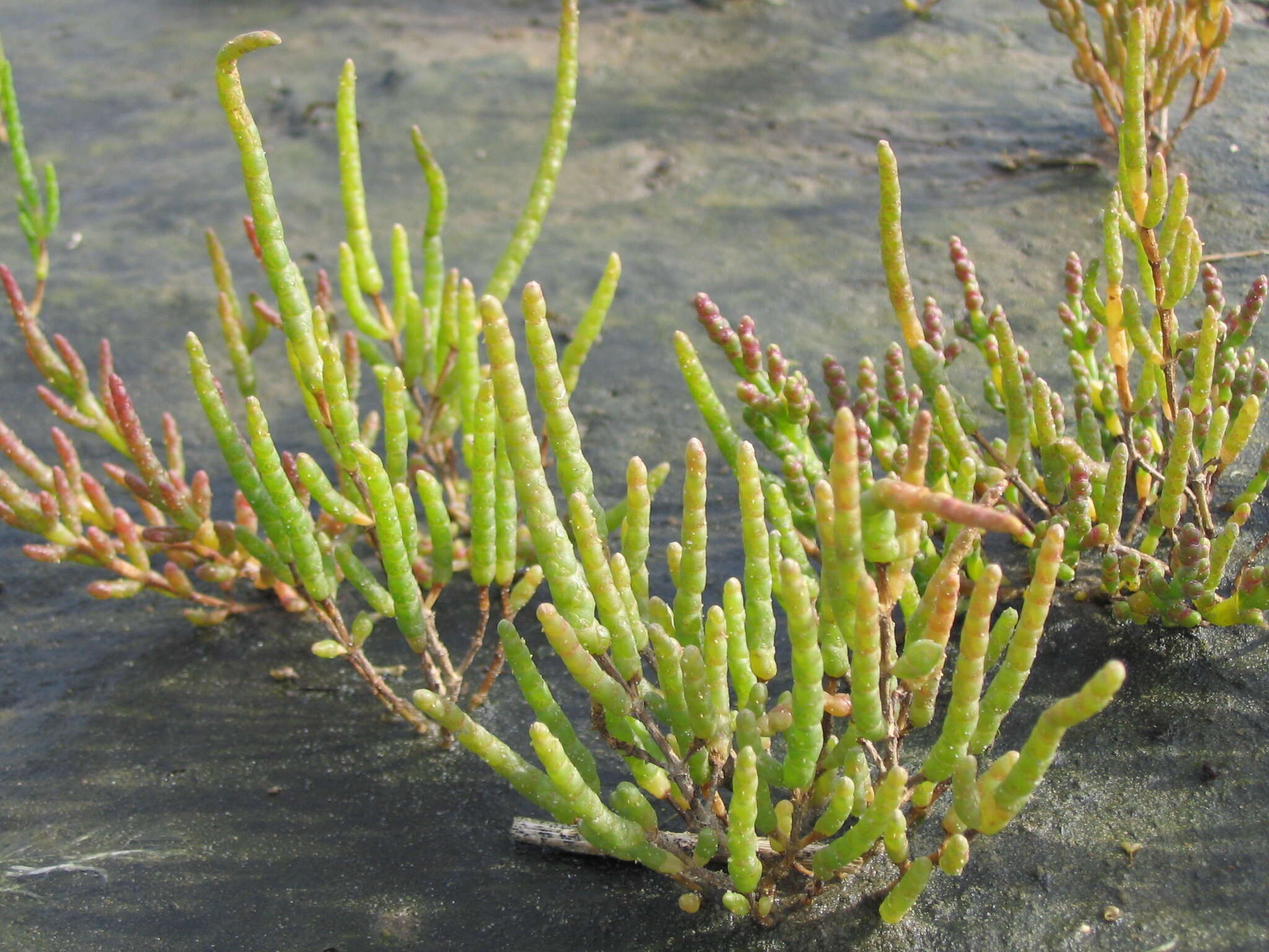 Image of glasswort