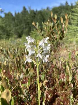 Image of white fringed orchid