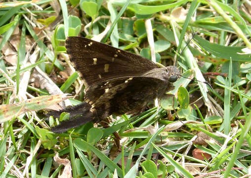 Image of Dorantes Longtail