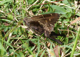 Image of Dorantes Longtail