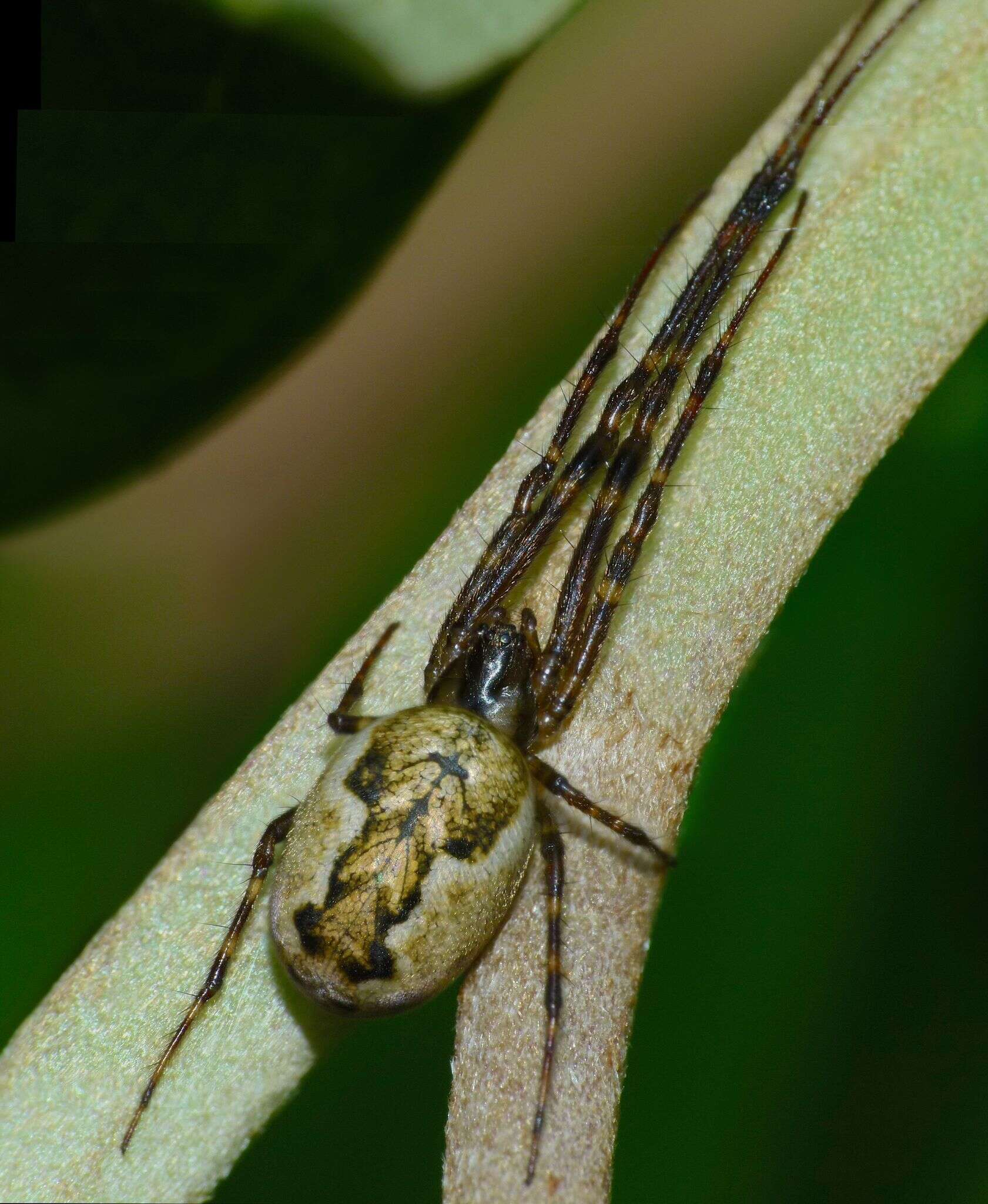 Image of Nanometa lagenifera (Urquhart 1888)