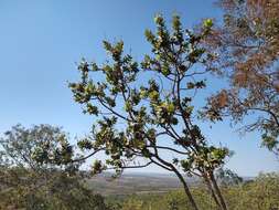 Image of Vochysia elliptica Mart.