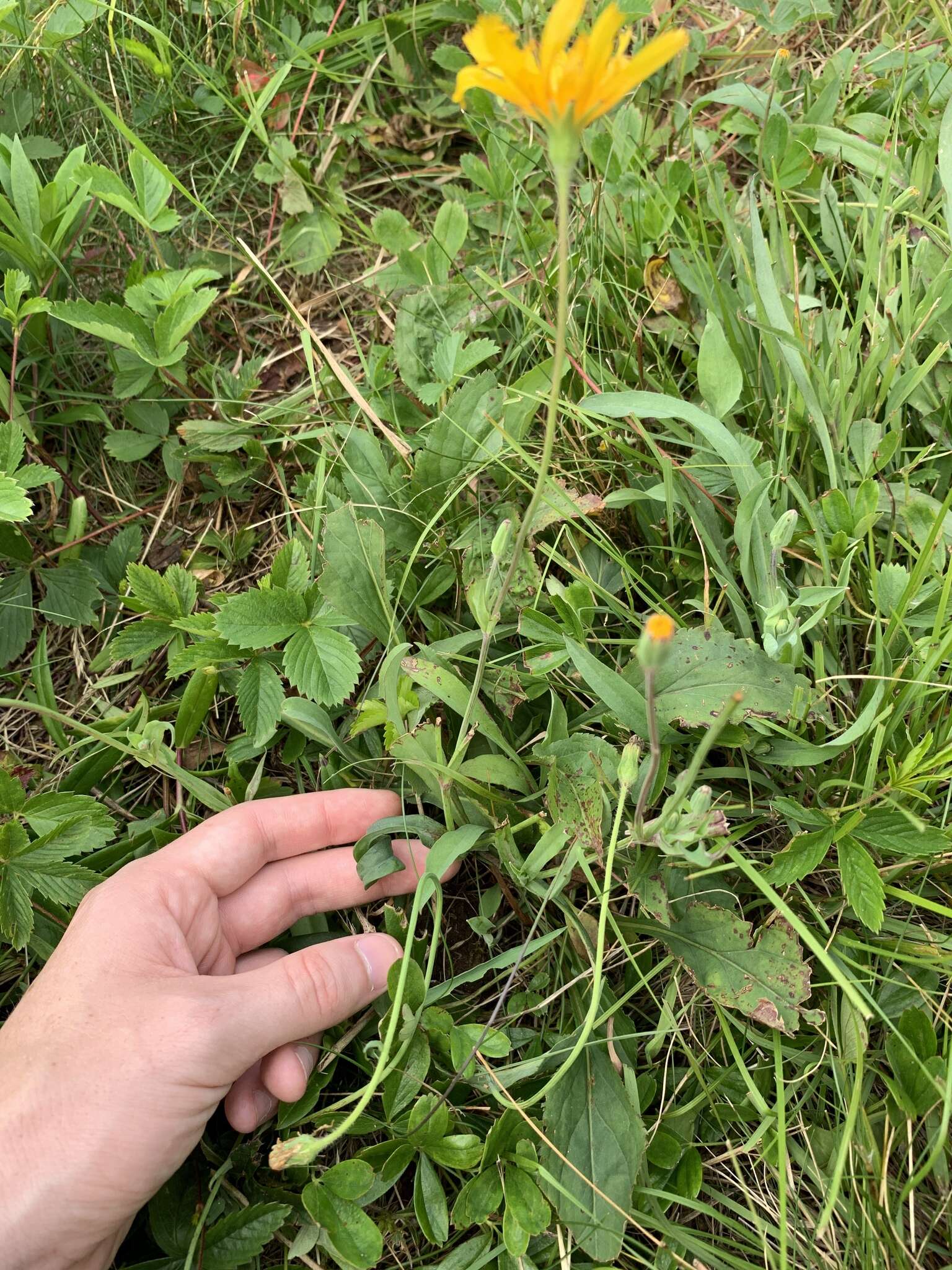 Image of mountain dwarfdandelion