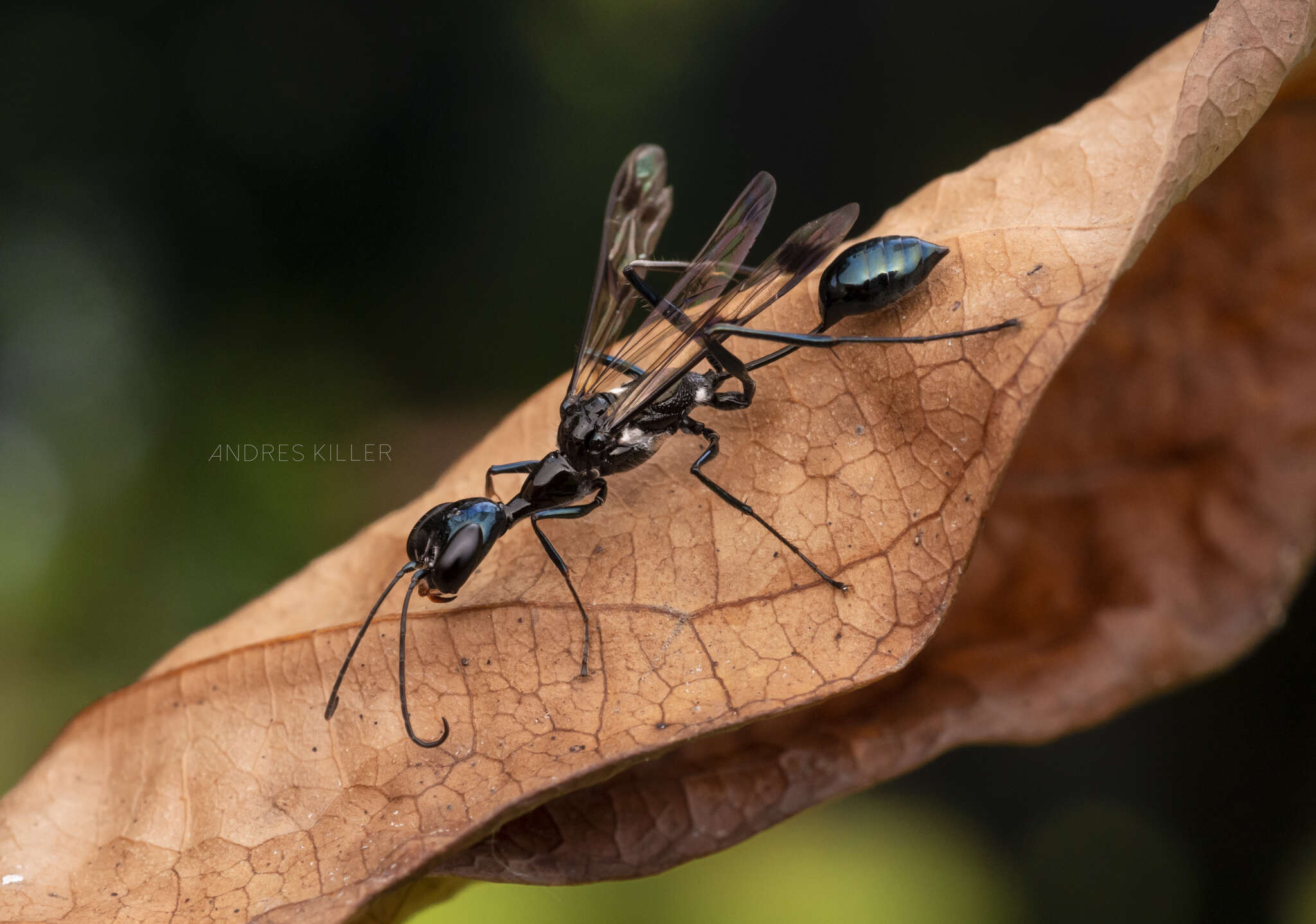 Слика од Trigonopsis Perty 1833