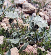 Centaurea cheiranthifolia Willd. resmi