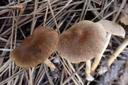 Image of Cortinarius laetus M. M. Moser 1968