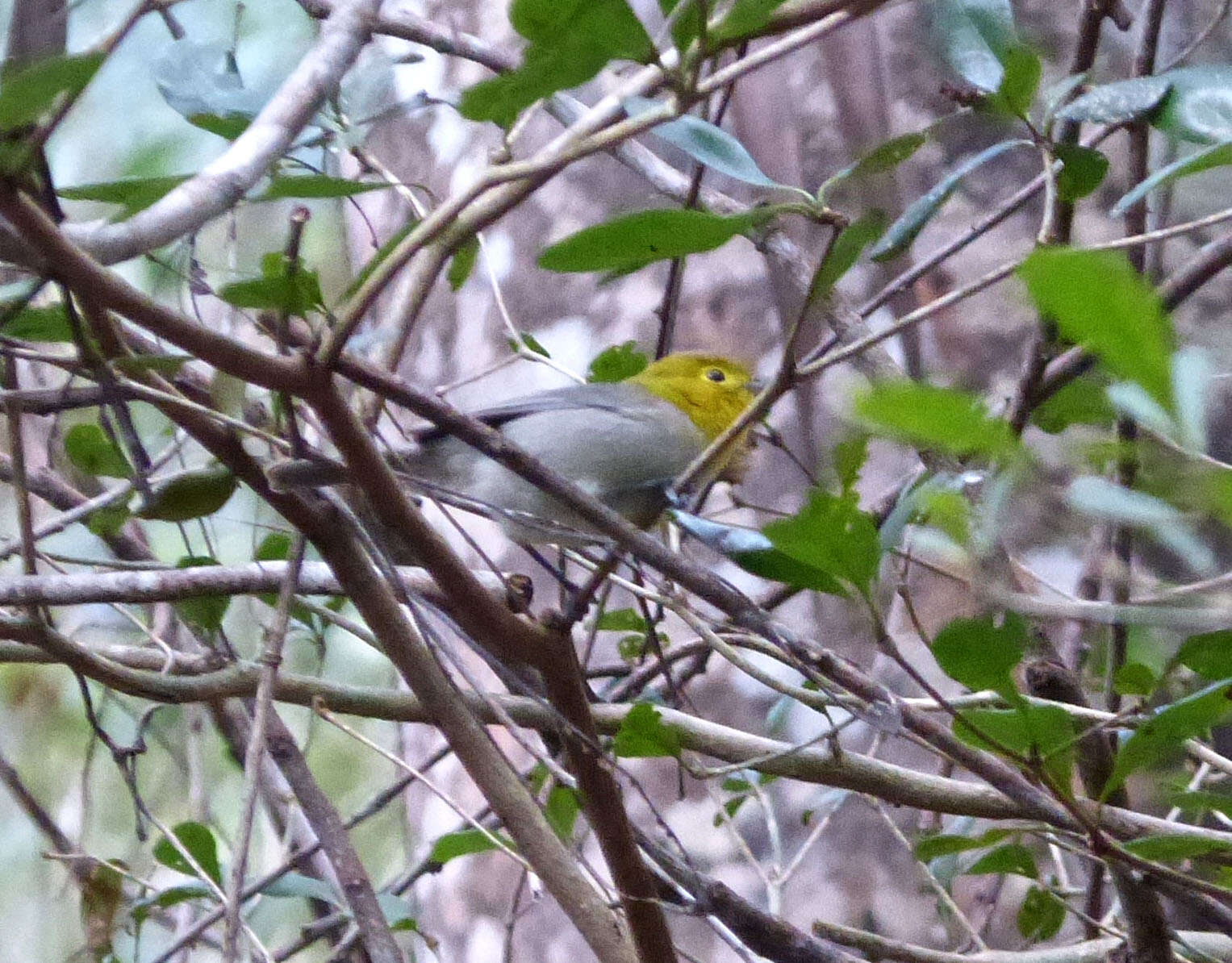 Image of Yellow-headed Warbler