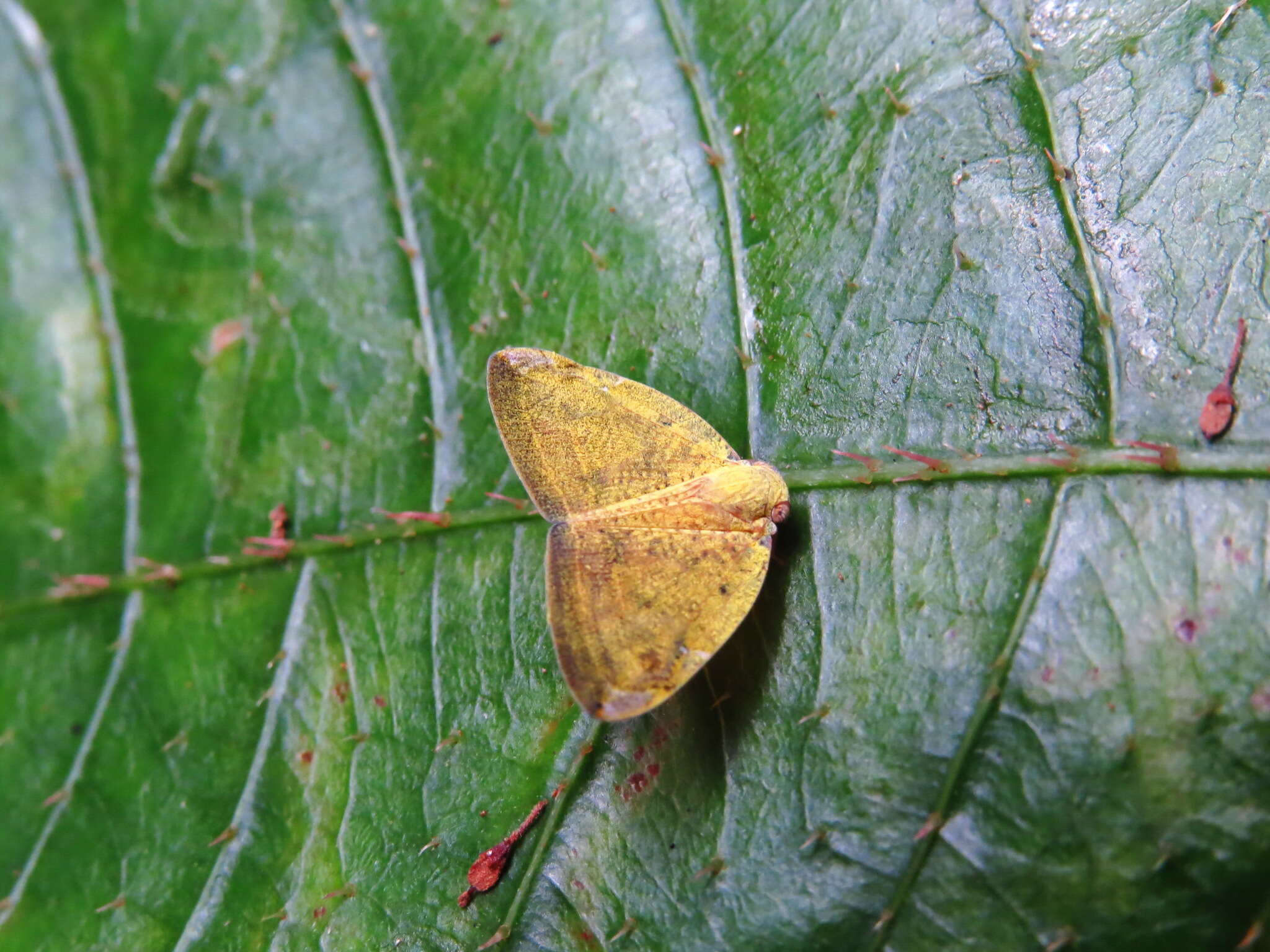 Image of Ricanoides pipera (Distant 1914)