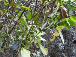 Image of mountain melonleaf