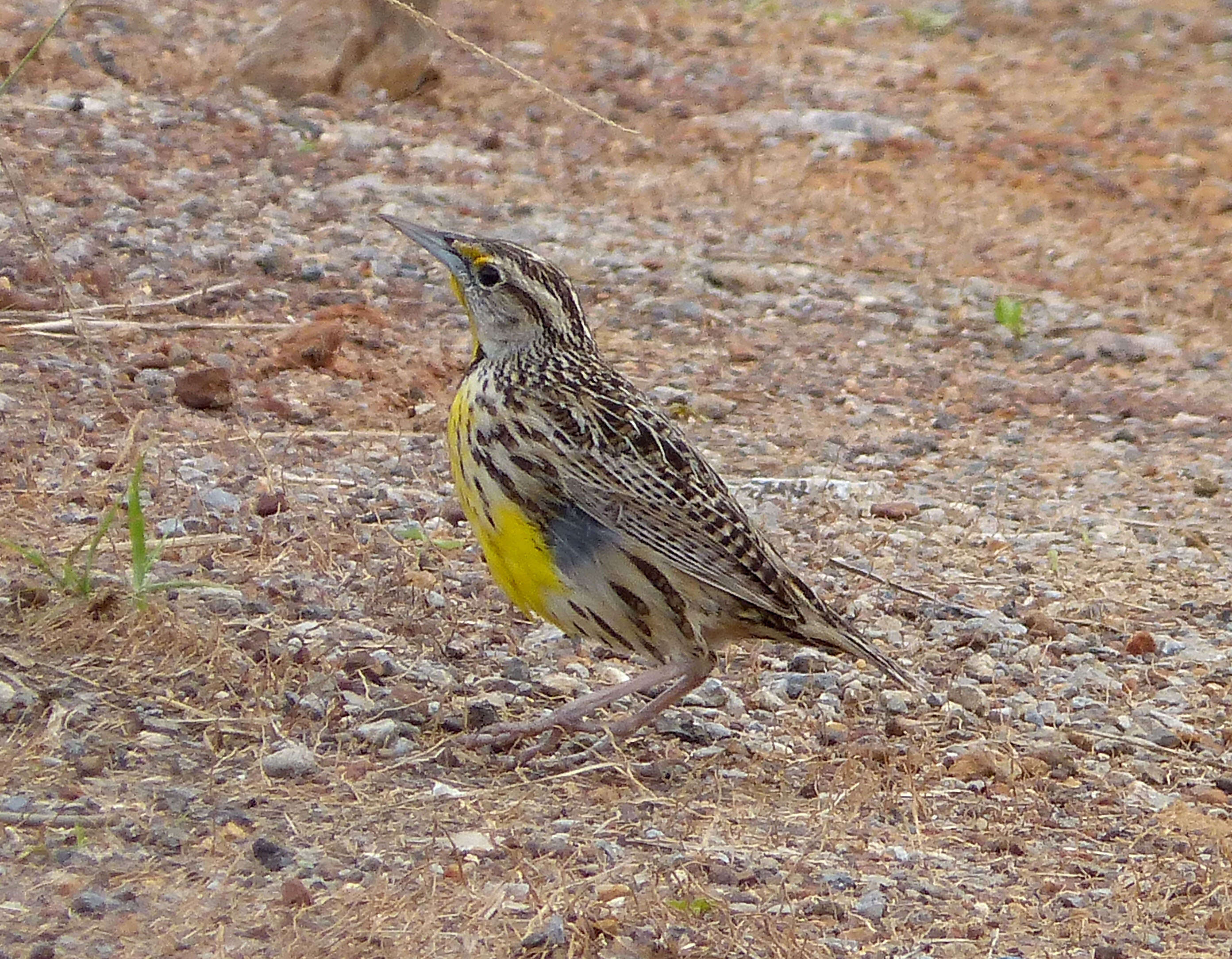 Слика од Sturnella magna (Linnaeus 1758)