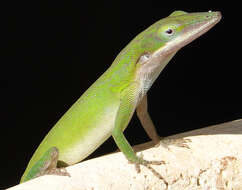 Image of Cuban green anole