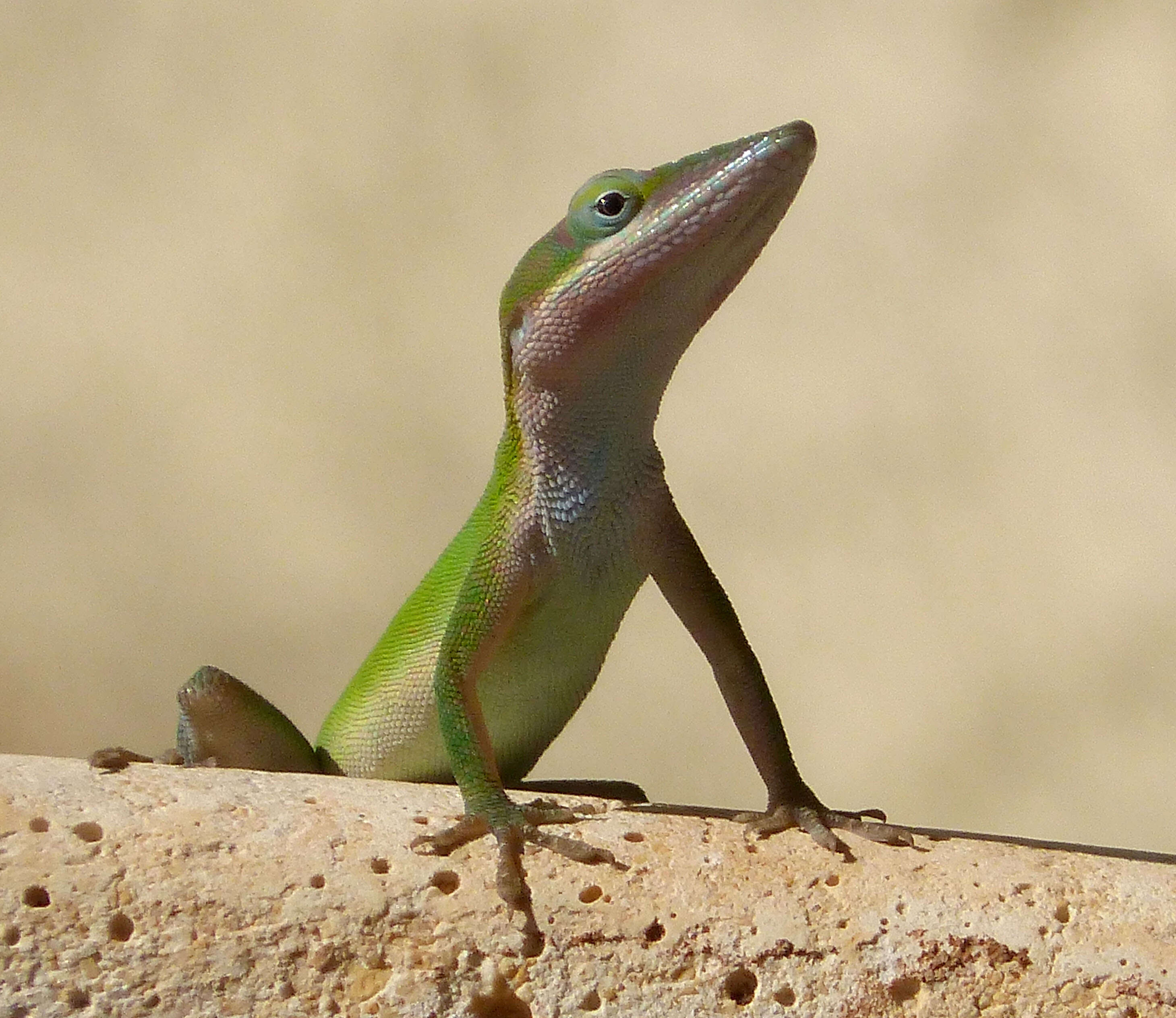 Image of Cuban green anole