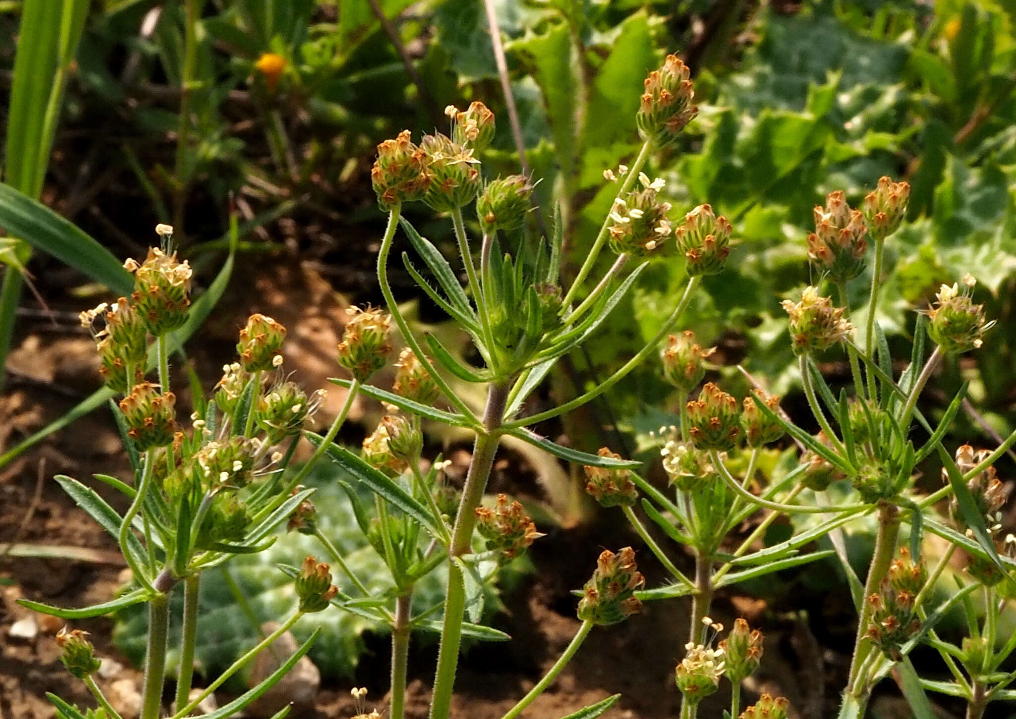 Image of glandular plantain