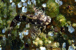 Image of Eastern Jumping Blenny