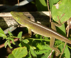 Image of Cuban green anole