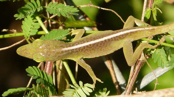 Image of Cuban green anole